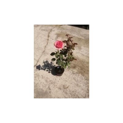 Róża wielkokwiatowa  RÓŻOWA z doniczki art. 508D